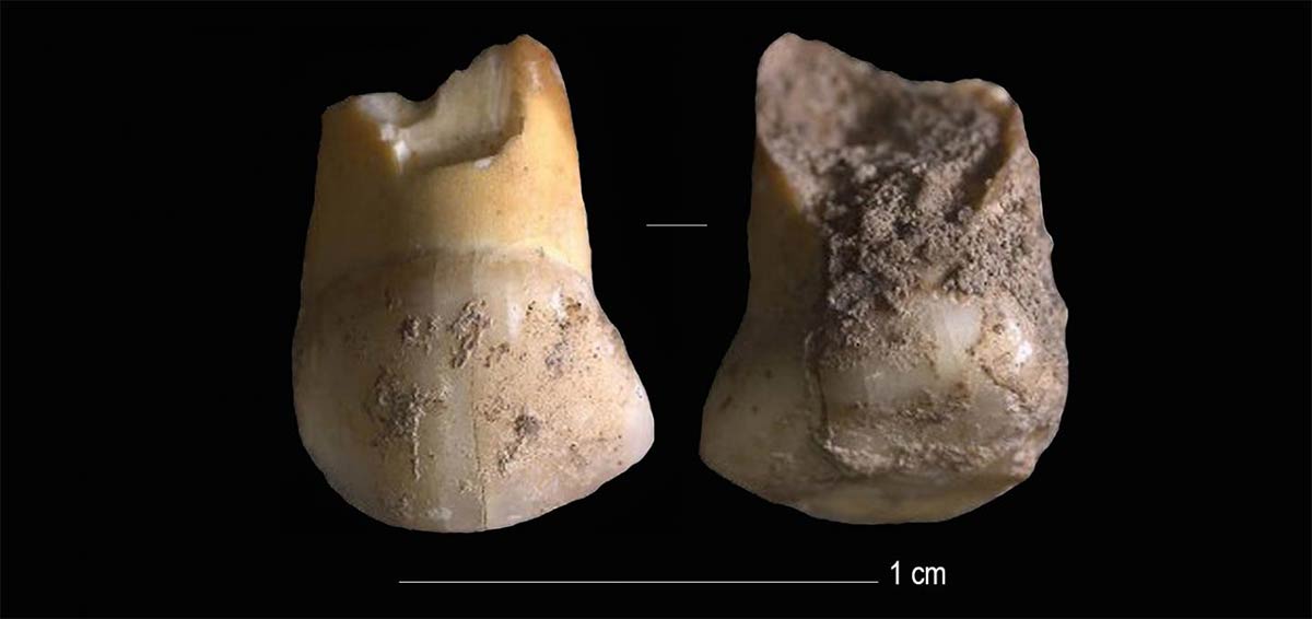 48,000-Year-Old Tooth Belonged to One of the Last European Neanderthals