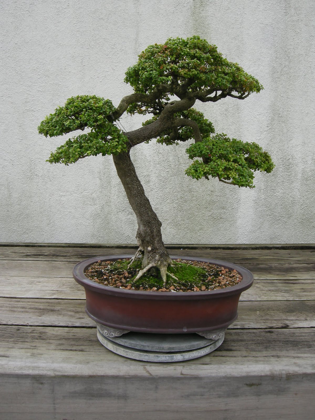 Constant Gardener US National Bonsai  Penjing  Museum