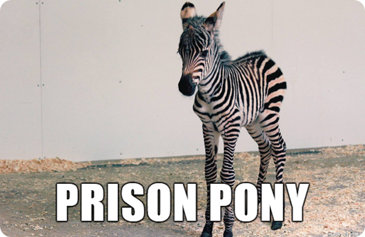 10-better-animal-names