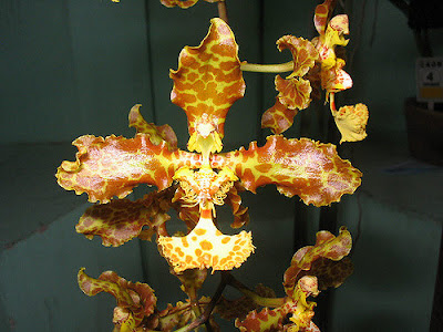 Grow and care Oncidium stacyi orchid - Stacy's Oncidium