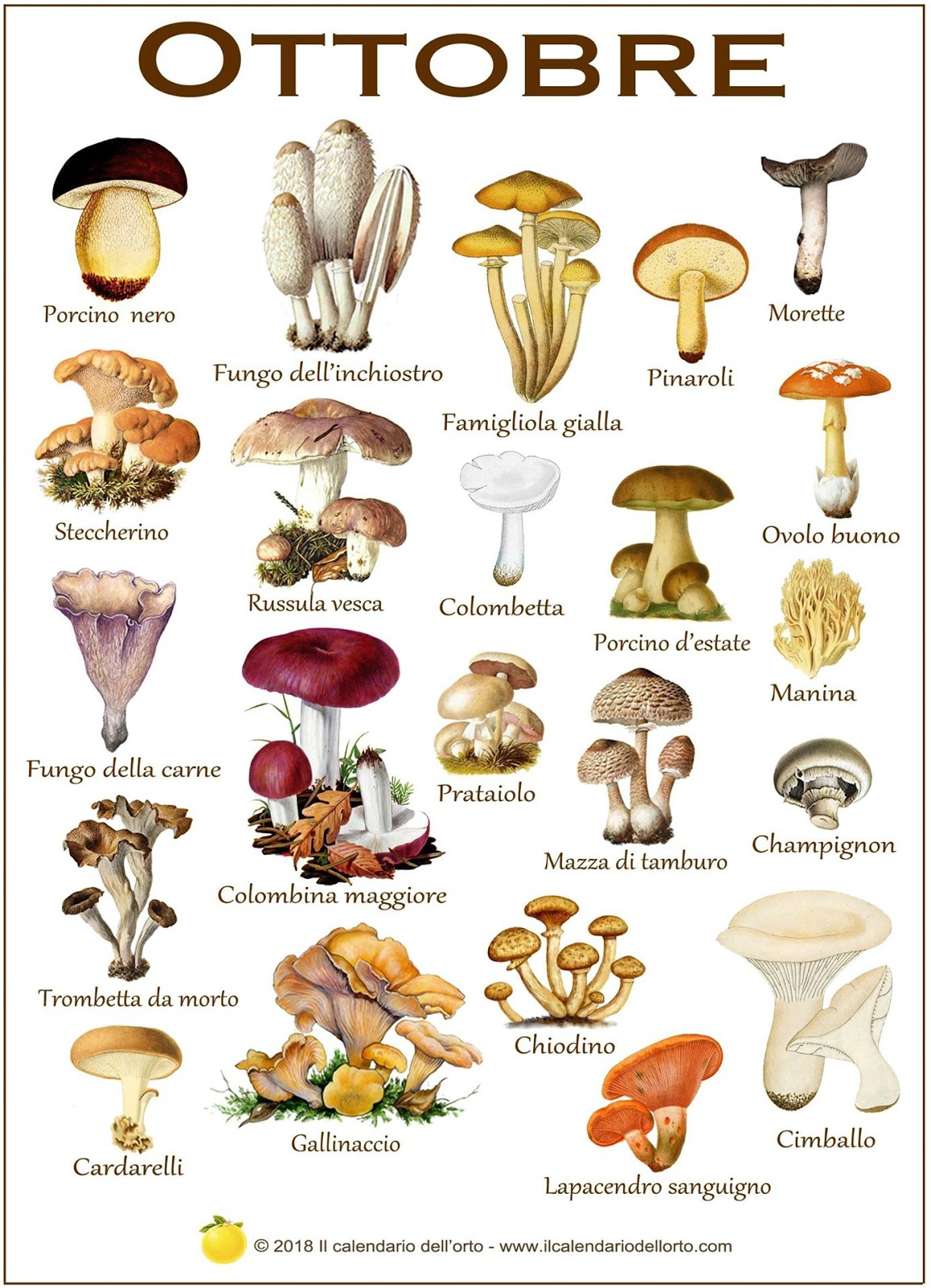 i funghi che si trovano a ottobre