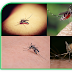   Antimosquito receta gratis