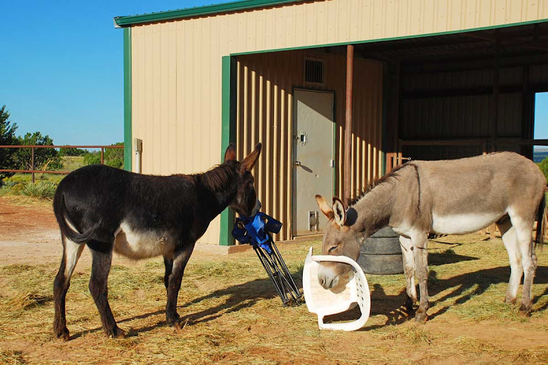 Horse Riding Club