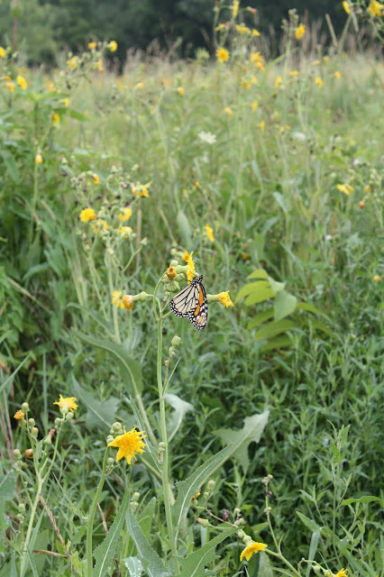 Monarch butterfly resting in the prairie at Lake Katherine.