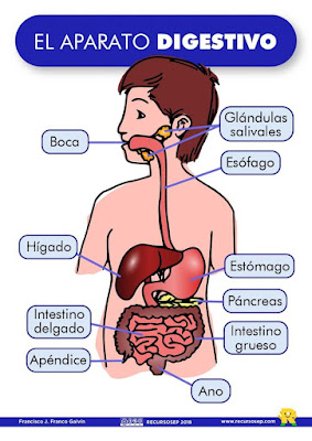 https://www.joaquincarrion.com/Recursosdidacticos/QUINTO/datos/02_Cmedio/datos/05rdi/ud03/03.htm