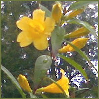 Jasmine in bloom.