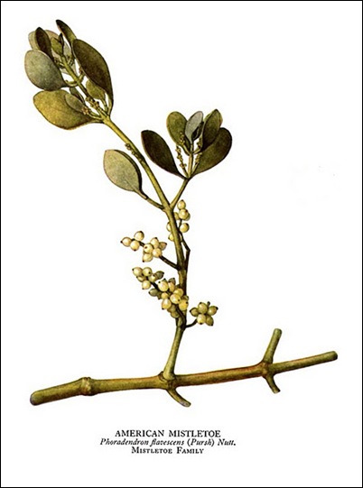 mistletoe