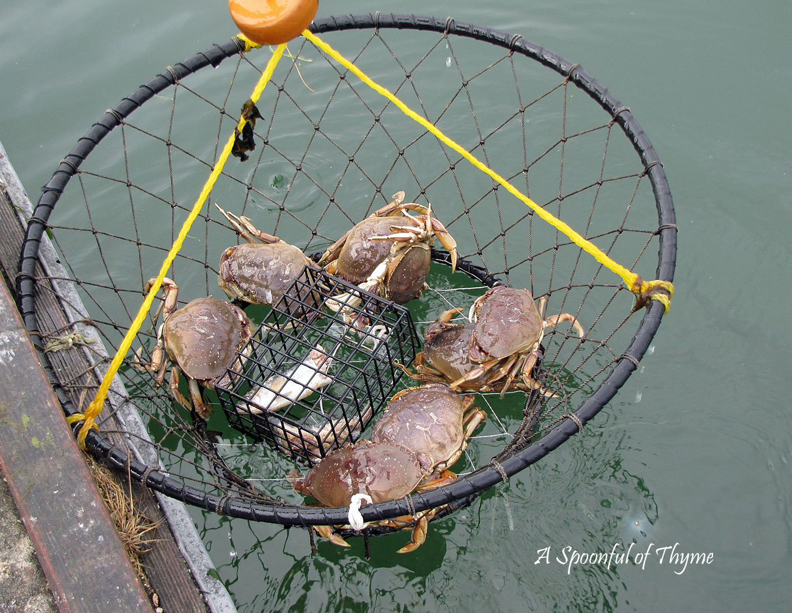 Dungeness Crab - How Sweet It Is!