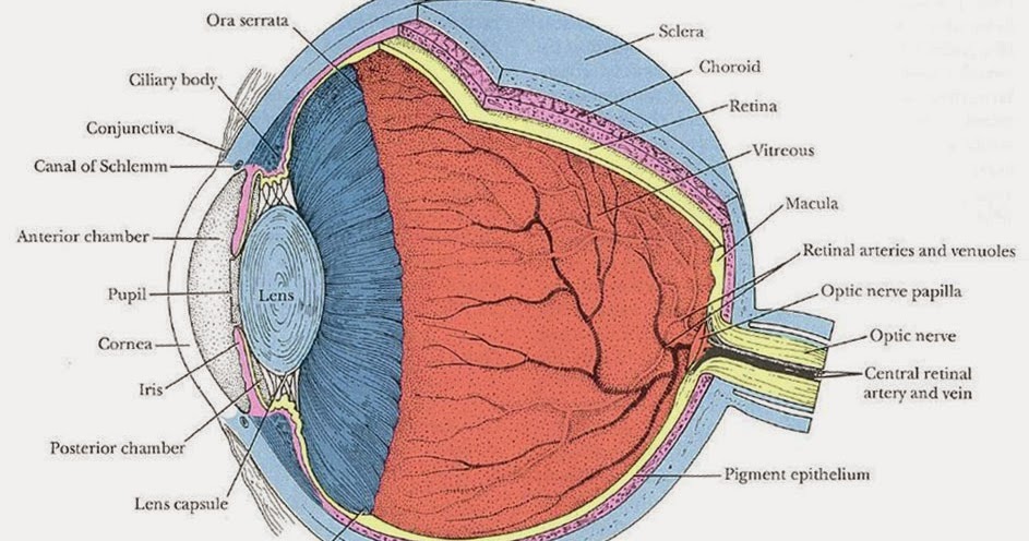 Eye Opener: Anatomy - Eyeball