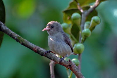 Cute Small Bird Sitting On Tree Wallpaper