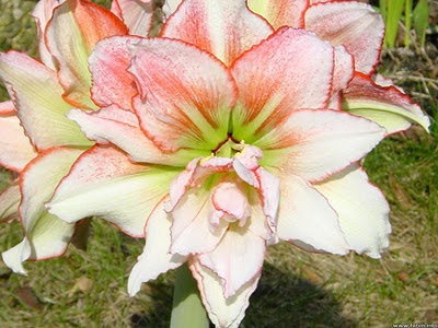 flowers | hd flowers | flowers wallpapers | hd flowers wallpapers | hd