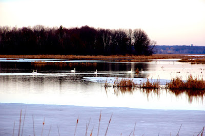 early December swans, South pool