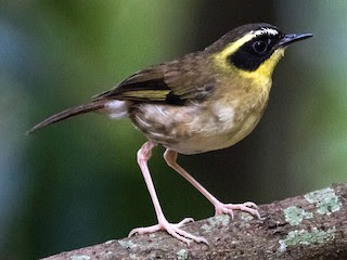 Sedosito gorjigualdo (Neosericornis citreogularis)