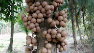 Kapan Musim Buah Kepel
