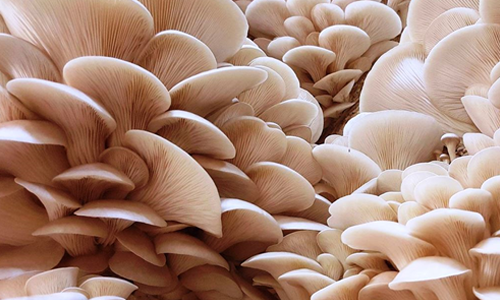 Scope of Mushroom Business in Ladakh | Mushroom company | Biobritte mushroom company