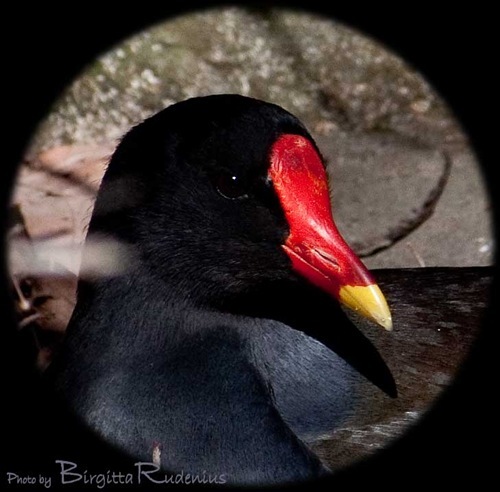 bird_20110328_2a