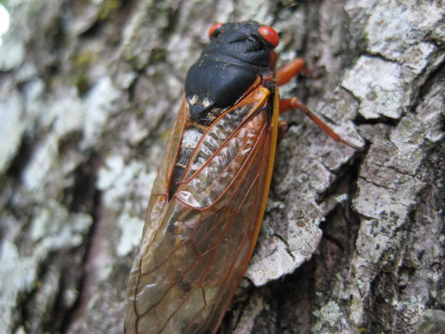 cicada @freemotionquiltingadventures