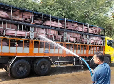  Giá heo tăng cao nhất trong vòng 19 tháng qua làm hoạt động buôn bán, vận chuyển heo xuất sang Trung Quốc trở nên sôi động hơn bao giờ hết - Ảnh: Hoài Linh