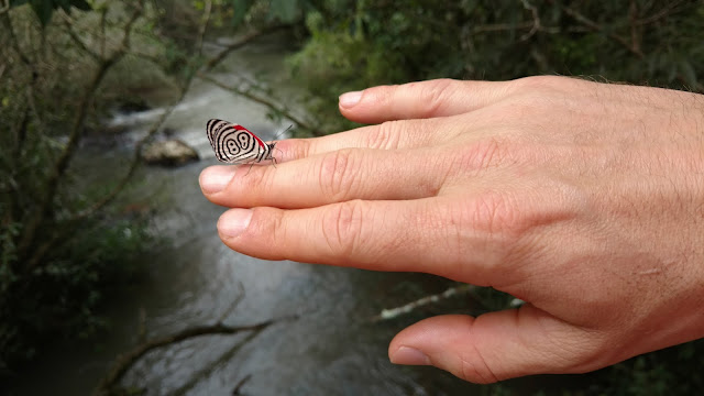 plenty of butterflies in Iguazu #88