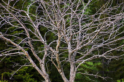 Winding branches