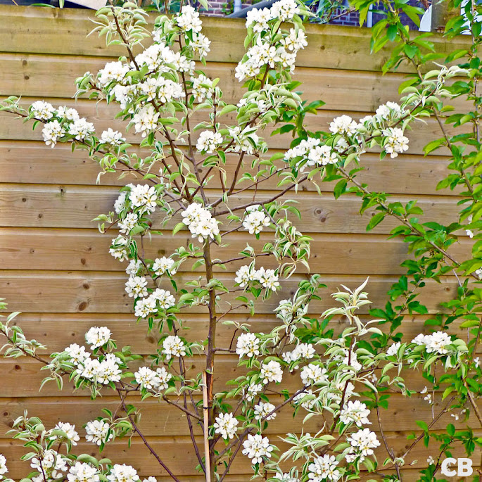 De perenboom staat prachtig in bloei!