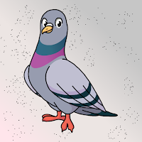 Rescue The Rock Pigeon