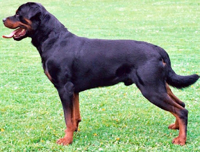 Consult with Rottweiler breeders before buying one