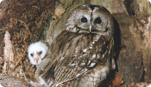 Allocco-3_scheda_specie_grande