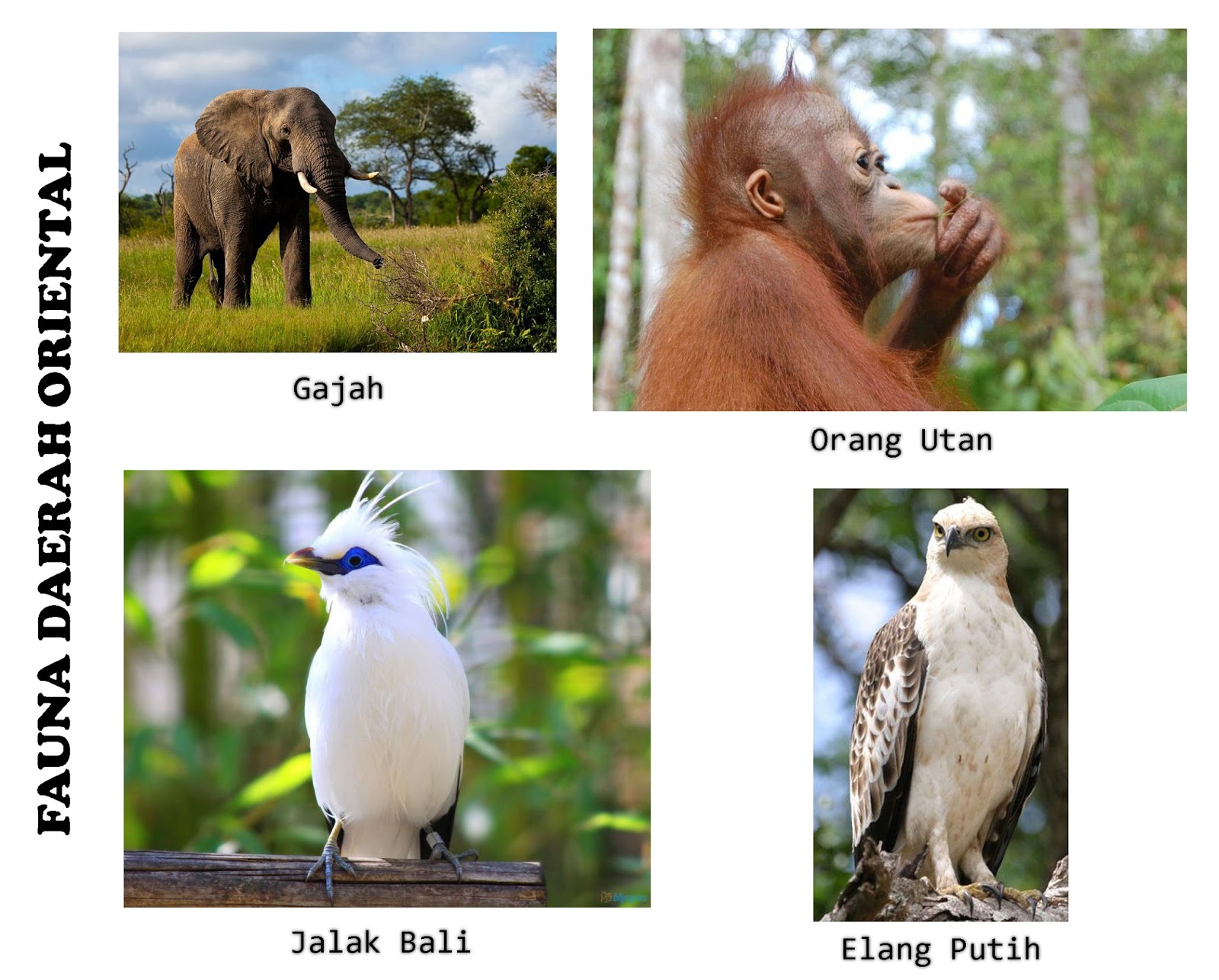 Garis Yang Memisahkan Antara Jenis Fauna  Indonesia  Bagian  