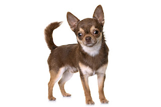 Chihuahua dewasa