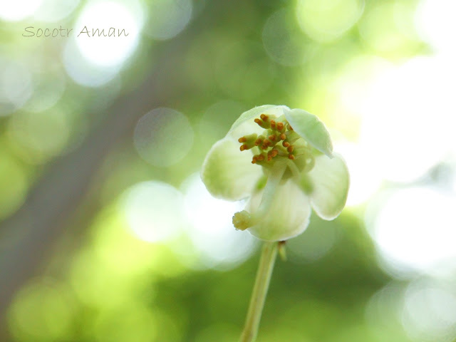 Pyrola japonica