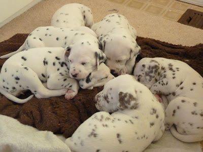 Dalmatian Cute Puppies Photos