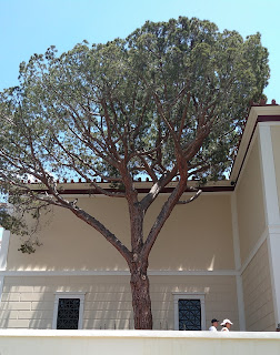 Photo of pine tree with branches spread above roof of building.