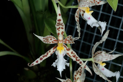 Odontoglossum blandum care and culture