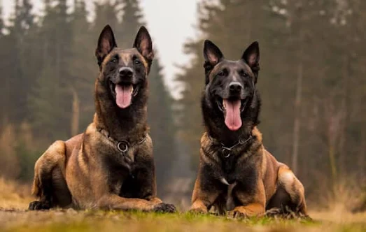 The Belgian Shepherd Malinois, also known as Malinois, is a captivating and versatile breed that has grown in popularity in recent years.