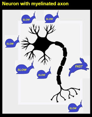 slow speed of brain signals