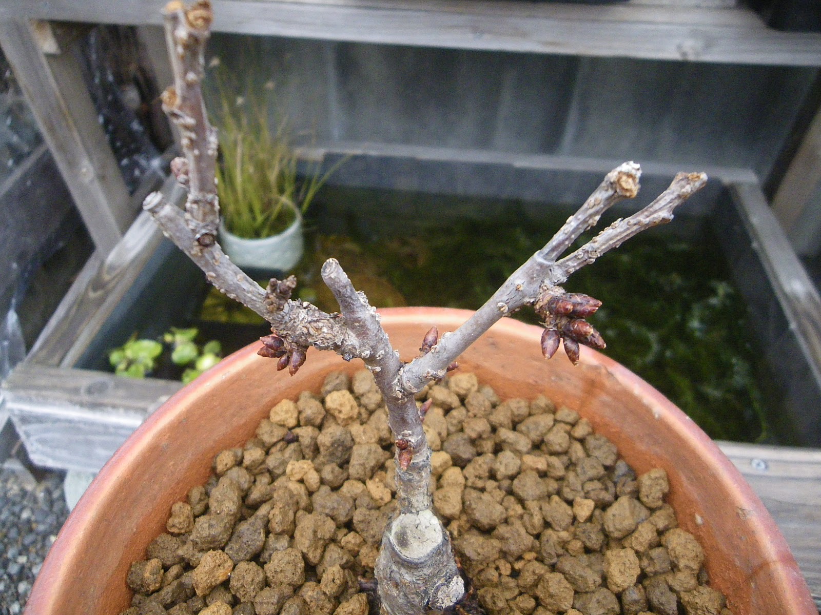 枯れたミニ盆栽を回復させる方法はある 旭山桜で実践 メダカの大工