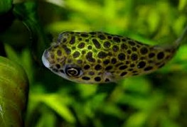 Ikan Buntal Air Tawar Spotted Green Puffer Asli 