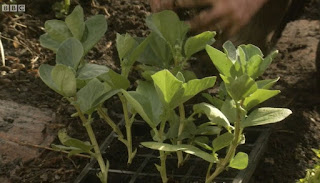 Edible Garden Broad Beans