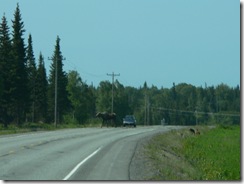 Three moose on the Sterling Hwy near Ninchilik, AK -cow on road and 2 calves in right ditch