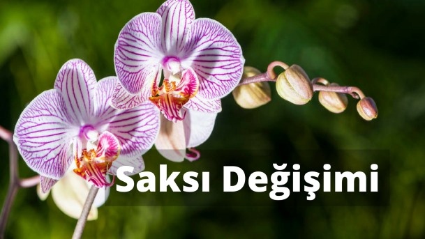 orkide saksı değişimi