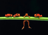 Frogs images