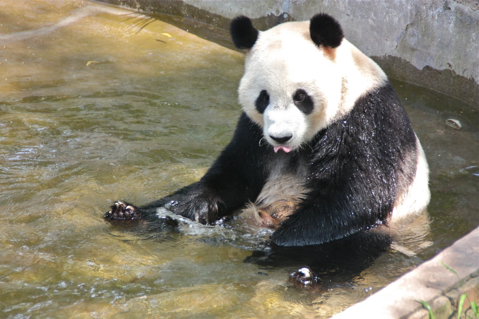 Panda Bath