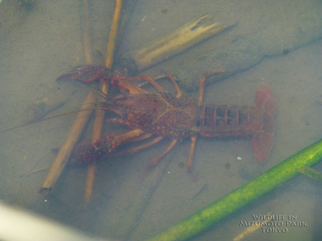 アメリカザリガニ Red Swamp Crayfish 水元公園の生き物