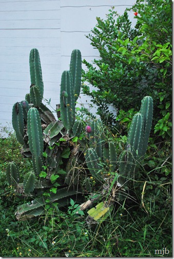 cactus
