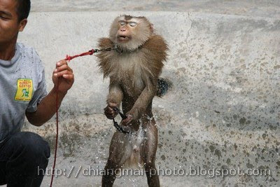 Ability of monkeys in Chiang Mai