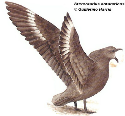 aves marinas argentinas Escúa antártica Stercorarius antarcticus