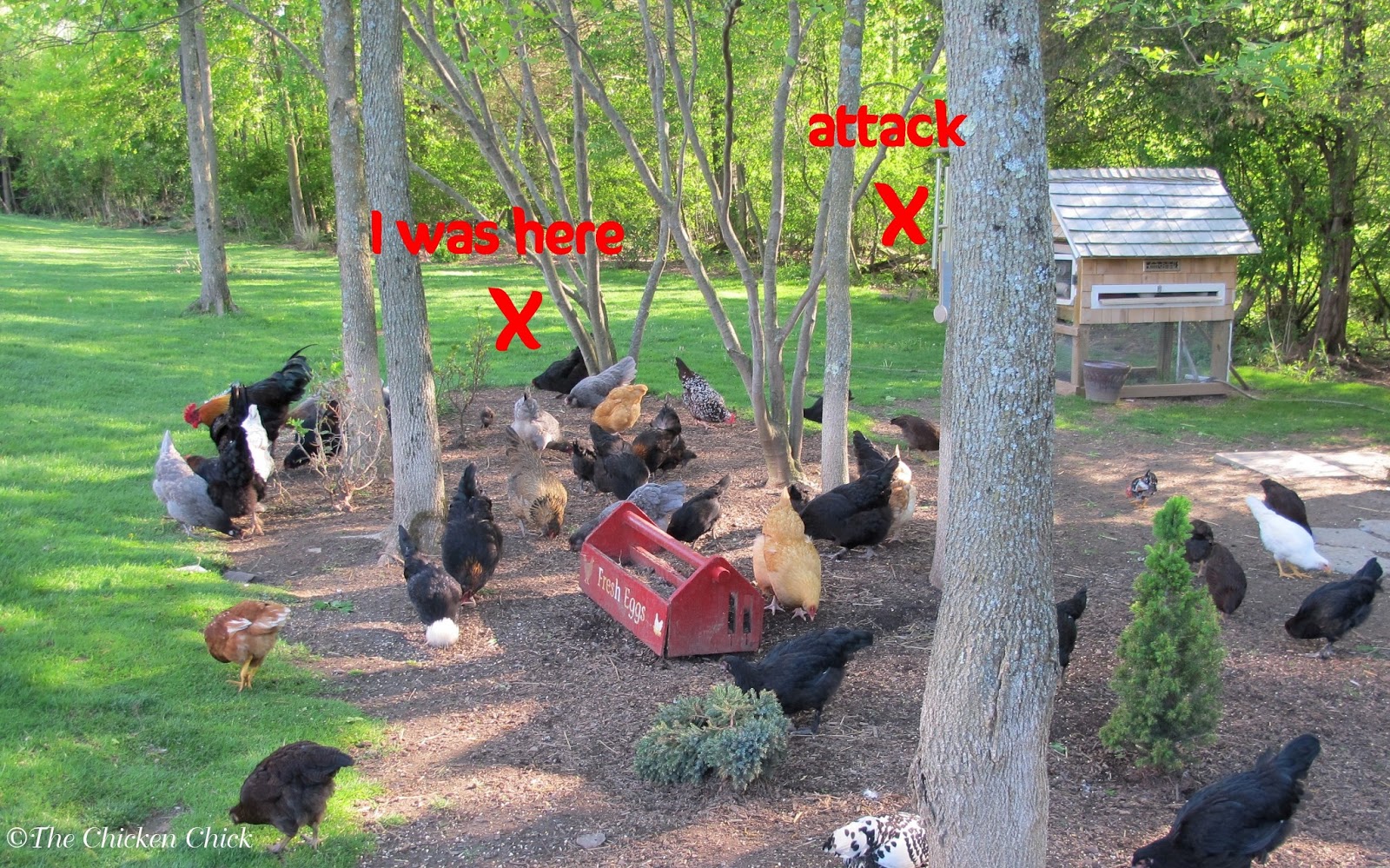The Chicken Chick Chickens Predators The Myth Of Supervised