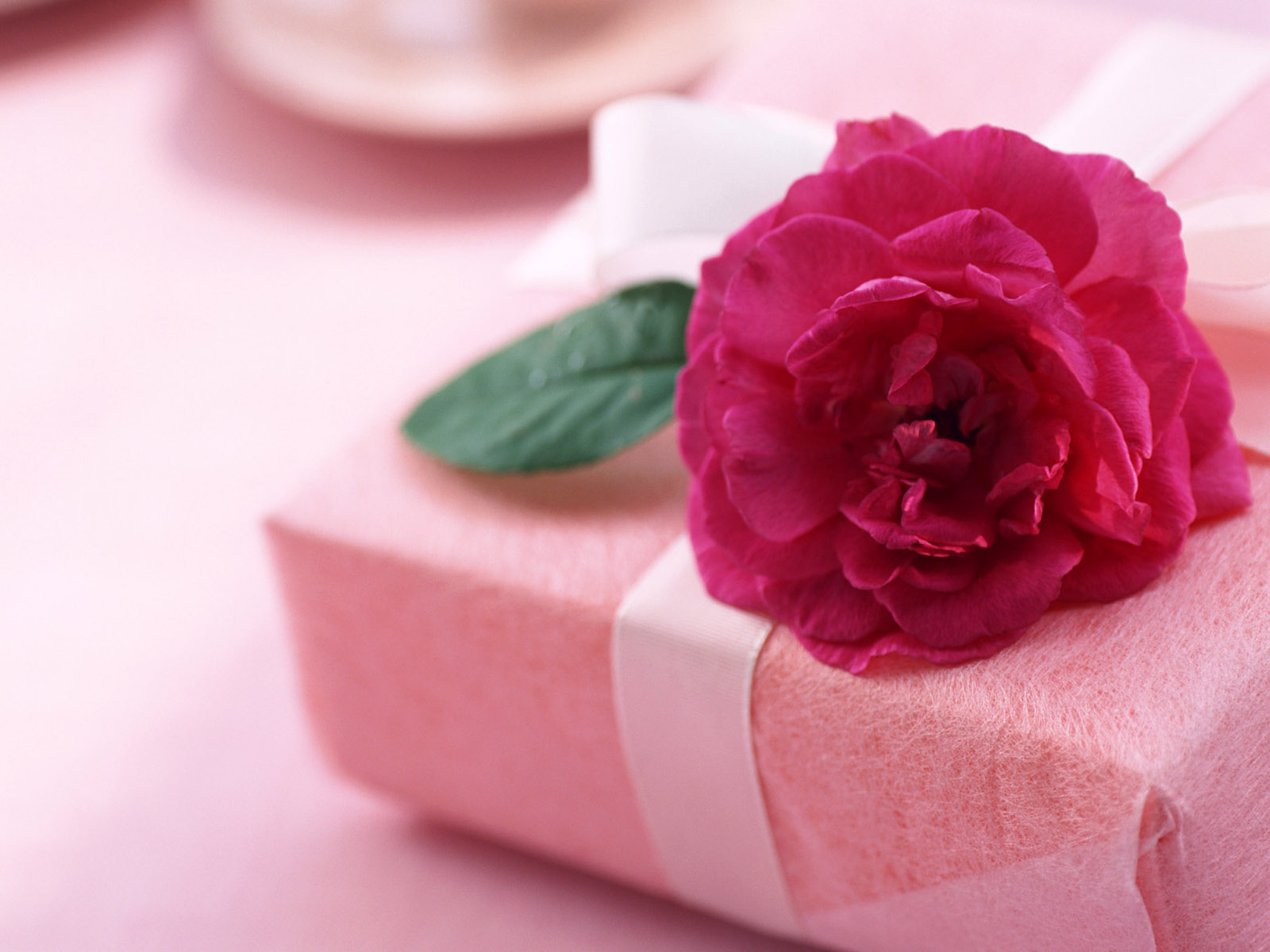 pink rose love gift flower wallpaper gift love rose bow