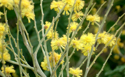 mimosa spenta